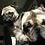 2pugs