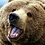Grizzly